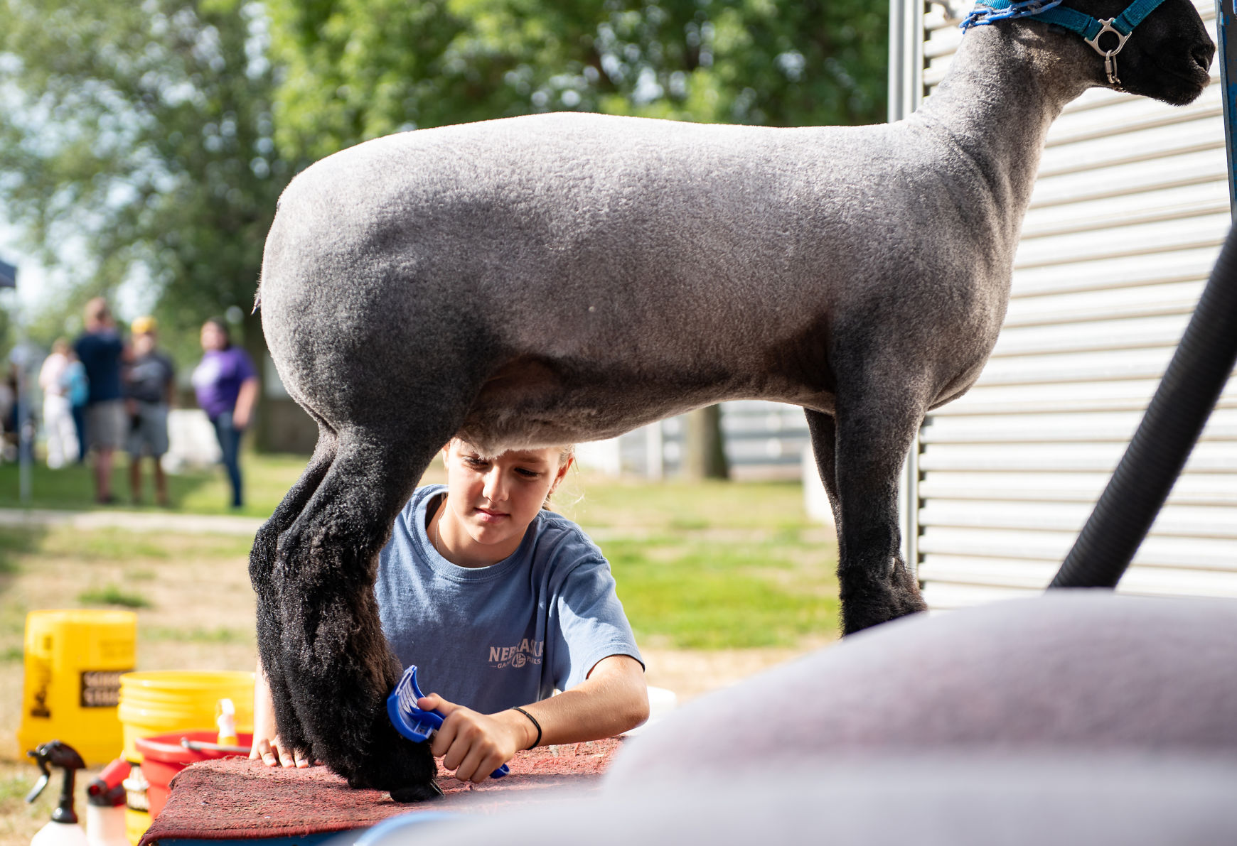4-H'ers show off their lambs